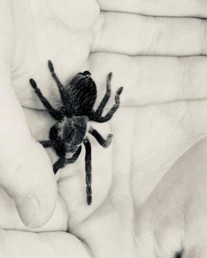 Benjamin Evan Ainsworth Instagram - Meeting this little guy with @then0t0ri0usvip for the first time in preparation for the spider scene in Episode 1 of @thehaunting 🕷
He was pretty hairy but actually really cute! 🕸 

#spiderman #thehauntingofblymanor #spiders #spidertraining #netflix #intrepid #mileswingrave #daniclayton #victoriapedretti