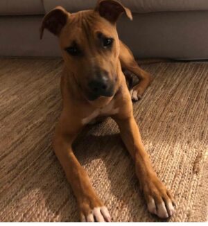 Bento Rodrigues Instagram - (O cão mais doce é agora também o mais sortudo. Encontrou a casa e o dono que o merecem.
Obrigado a todos)

Partilhem, por favor, ou mandem mensagem se quiserem a sorte de o ter 🙌🏽
Foi abandonado ontem à noite.
É o cão mais doce. 
Levámos ao veterinário, tens uns 8 meses, foi desparasitado e não tem chip.
Já disse que é o cão mais doce?