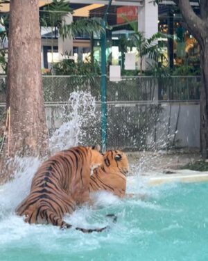 Boat Anakame Binsaman Instagram - 🐅🤍