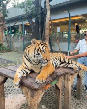 Boat Anakame Binsaman Instagram - 🐅🤍