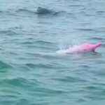 Boogie Instagram - Pink Dolphin