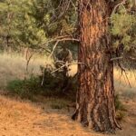Brad Benedict Instagram - Take an afternoon bike ride in #Montana, you might just find yourself a #bear 🐻 . The first video is a clip from my #drone that I happened to have in my backpack. As soon as the bear heard the buzz of the drone, he came out of the woods looking up inquisitively. When I repositioned the drone, he said hell no to aliens 👽 and aborted his mission. . Nothing like the thrill of nature for me. Especially big predators. Forever a kid. Forever, I will get just a little bit too close. . @ashleywanders_ @ebarlranch E-L Ranch, Greenough, MT