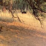 Brad Benedict Instagram - Take an afternoon bike ride in #Montana, you might just find yourself a #bear 🐻 . The first video is a clip from my #drone that I happened to have in my backpack. As soon as the bear heard the buzz of the drone, he came out of the woods looking up inquisitively. When I repositioned the drone, he said hell no to aliens 👽 and aborted his mission. . Nothing like the thrill of nature for me. Especially big predators. Forever a kid. Forever, I will get just a little bit too close. . @ashleywanders_ @ebarlranch E-L Ranch, Greenough, MT