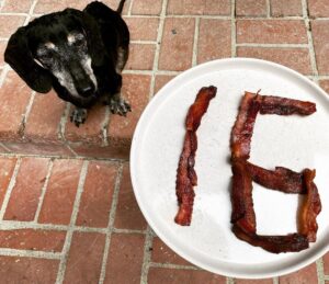 Brian K. Vaughan Instagram - Is bacon the key to eternal life? Happy Birthday, Hamburger K. Vaughan!
