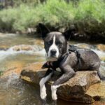 Brianna Baker Instagram - Happy International Dog Day to my son, King Jack Poppa! He still won’t really bark. I think the last time I heard him bark was several months ago. Perhaps he is a master communicator because he doesn’t bark and rarely lets out any sound. All energy, eyes and using his dog hands to let me know what’s up. He has a chonky booty and is the sweetest soul there is. I LERVE HIM and so does anyone that knows him. Long Live the King 👑 🐕 ❤️⚡️🥇 #internationaldogday #pitsky