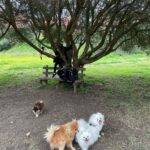 Brisa Fenoy Instagram - Estar en casa es playa y montañas Es río y es mar Estar en casa es oler la brisa marina Y ver llover sobre el cristal Escuchar la canción que las olas me cantan Antes de dormir Es reconocer que aquí fui una niña feliz, que aquí me aman mengüe o crezca . Suba o baje. Caiga o levante. Sea poniente o sea levante. El viento me arropa salvaje. Estar en casa es saber que siempre me puedo ir porque tengo donde volver Y que tengo una casa donde jugar Al juego infinito de la transformación Estar en casa no es un lugar es una sensación Que te acompaña a donde vayas y de dónde vengas