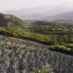 Bryan Cranston Instagram - Mezcal dreams do come true. Earning 98 points, we couldn’t be more excited to share that @doshombres has been awarded double gold in @cigarspiritsmag 2020 World Spirits Competition. The highest rating for a Mezcal brand in the publication’s history. Thank you to Gregorio (our maestro and partner), our entire team and each of you for making wins like this possible. Salud! 🥃