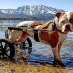 Burt Jenner Instagram - My girl @margaritadelrey didn't want to accept the "stick throwing session" was over... We had a nice day lakeside chillin #LakeTahoe #AmericanBulldog #syringomyelia