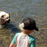 Burt Jenner Instagram - My girl @margaritadelrey didn't want to accept the "stick throwing session" was over... We had a nice day lakeside chillin #LakeTahoe #AmericanBulldog #syringomyelia