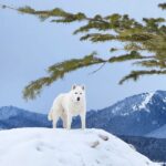 Burt Jenner Instagram – Fun fact: the elusive Yellowstone #WhiteWolf is actually just a husky from SoCal who likes to party…