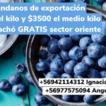 Álvaro Escobar Instagram - Dulce! Gracias Ángela e Ignacia. Ricos! Abrazos!