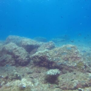 Álvaro Rico Instagram - Cuando no se rueda me llevo a estos dos fieras de buceo. Estas son sus caras después de su primera inmersión! 
Gracias por tratarnos tan bien @alisubbuceo 🤟🏻🐠