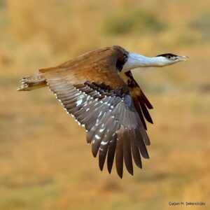 Çağan Şekercioğlu Instagram - It was a once-in-a-lifetime experience to get flight shots of this magnificent but critically endangered Great Indian Bustard (Ardeotis nigriceps), one of the heaviest flying birds in the world and once considered as the potential national bird of India.

Soyu kritik tükenme tehlikesinde, dünyanın en ağır uçan kuşlarından ve neredeyse Hindistan'ın milli kuşu seçilecek olan bu muhteşem Hint Toy Kuşunu (Ardeotis nigriceps) uçarken çekebilmek, hayatta bir kez olacak bir şanstı.