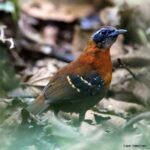 Çağan Şekercioğlu Instagram - Discovered only 5 years ago and scientifically described 3 years ago, the #NearThreatened #CordilleraAzul #antbird (#Myrmoderus eowilsoni) #endemic to #Peru is the #first vertebrate to be named after the #myrmecologist (#ant expert), famous #conservationist and my college professor Prof. Edward O. Wilson, so I was thrilled to photograph this pair. First is the female and the second is the male. The describing paper is here: https://www.researchgate.net/publication/321780404_A_new_species_of_antbird_Passeriformes_Thamnophilidae_from_the_Cordillera_Azul_San_Martin_Peru Sadece 5 yıl önce keşfedilen, bilimsel olarak 3 yıl önce tanımlanan, soyu tükenme tehlikesine girmek üzere olan ve Peru'ya endemik Kordiyera Azul #karıncakuşu (Myrmoderus eowilsoni), #myrmekolog (karınca uzmanı), ünlü doğa korumacı ve üniversite profesörlerimden Prof. Edward O. Wilson'un adı verilen ilk omurgalı hayvandır. O yüzden bu çifti fotoğraflarken çok heyecanlıydım. İlk fotoğraf dişi, ikincisi erkek. #natgeointhefield #conservation #biodiversity #travel #animals #wildlife #Peru #Neotropics @cagansekercioglu @uofu_science @natgeo @natgeointhefield @natgeoimagecollection @natgeomagazineturkiye @natgeotvturkiye @universityofutah #birds #nature #wildlife #biology #IUCN #RedList Tarapoto San Martin Perú