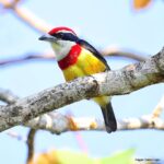 Çağan Şekercioğlu Instagram - Only discovered in 1996 and described to science in 2000, the spectacular scarlet-banded #barbet (#Capito wallacei) is #endemic to #Peru, is globally #threatened with #extinction, only found in 370 km2 on one mountain ridge in the remote Cordillera Azul mountain of the #Andes, and has a tiny population under 1000 individuals. Sadece 25 yıl önce keşfedilen ve bilimsel olarak 2000 yılında tanımlanan Loreto barbeti (#Capito wallacei), dünyada sadece And Dağları'ndaki Cordillera Azul zirvesinin yamaçlarında 370 km2'de yaşayan, Peru'ya endemik, nefes kesici güzellikte ama birkaç yüz bireyden oluşan dünya nüfusuyla soyu yok olma tehlikesinde olan bir türdür. Bu kuşu görüntülemek için bu ücra dağlara ufak bir ekspedisyon düzenlemem gerekti ama çektiğim zahmete değdi. #natgeointhefield #conservation #biodiversity #travel #animals #wildlife #Peru #Neotropics @cagansekercioglu @uofu_science @natgeo @natgeointhefield @natgeoimagecollection @natgeomagazineturkiye @natgeotvturkiye @universityofutah #birds #nature #wildlife #biology #IUCN #RedList #Vulnerable -- Tarapoto San Martin Perú