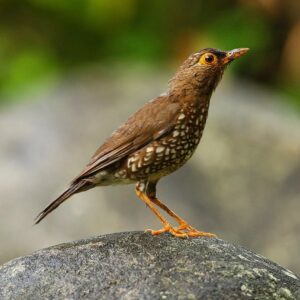 Çağan Şekercioğlu Instagram - Forest Thrush (Turdus lherminieri) is a shy forest dweller endemic to the Lesser Antilles, where it occurs only on four islands: Montserrat, Guadeloupe, Dominica and Saint Lucia. Near Threatened with extinction due to human-induced deforestation, introduced predators such as cats and rats, and severe habitat loss from volcanic eruptions on Montserrat.

Sadece Karayip Denizi'ndeki Küçük Antiller'deki 4 adada (Montserrat, Guadeloupe, Dominica and Saint Lucia) bulunan Antil ardıcının (Turdus lherminieri) soyu, kedi ve fare gibi istilacı türler ile yaşadığı ormanların yok edilmesinden dolayı tehlikeye girme eşiğindedir.

#natgeointhefield #conservation #biodiversity #travel #animals #wildlife #Neotropics @cagansekercioglu @uofu_science @natgeo @natgeointhefield @natgeoimagecollection @natgeomagazineturkiye @natgeotvturkiye @universityofutah #Neotropics #birds #nature #wildlife #biology
