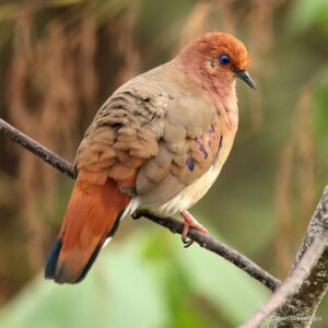 Çağan Şekercioğlu Instagram - One of the world's rarest #birds in the world, the blue-eyed ground-dove was thought to be #extinct until it was rediscovered in 2015 in Minas Gerais, #Brazil. Even with an intensive conservation project, the current world population is only about 25 birds. 

2015'de Brezilya'da tekrar keşfedilene kadar soyu tükendiği düşünülen mavi gözlü serçe kumrusu (#Columbina cyanopis), dünyanın en ender kuş türlerindendir. Yoğun bir koruma projesine rağmen halen soyu tükenmenin eşiğinde olan bu türün dünya nüfusu sadece 25 bireydir.

#natgeointhefield #conservation #biodiversity #travel #animals #wildlife #Neotropics @cagansekercioglu @uofu_science @natgeo @natgeointhefield @natgeoimagecollection @natgeomagazineturkiye @natgeotvturkiye @universityofutah #Neotropics #birds #nature #wildlife #biology #IUCN #RedList