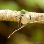 Çağan Şekercioğlu Instagram - With a world population of only 250 to 999 birds, globally #Endangered Gray-bellied Comets (#Taphrolesbia griseiventris) are found only in an area of 28,000 km2 (~ the area of Massachusetts). With a long tail, glittering green back, and blue-purple throat, this elegant #hummingbird is #endemic to the #Andes of northern #Peru and is found in arid #mountain slopes and canyons with sparse vegetation, around 3000 m asl. I was very lucky and happy to photograph it. 1000 bireyden az dünya nüfusuyla küresel çapta soyu tehlikede bir sinekkuşu (kolibri) türü olan Gri Karınlı Peri (#Taphrolesbia griseiventris), sadece Peru'nun kuzeyindeki And Dağları'nın kurak kanyonlarında, deniz seviyesinden yaklaşık 3000 metre yükseklikte 28,000 km2 lik (Sivas kadar) bir alanda yaşar. Çok az noktadan bilinen bu zarif kuşu görmek büyük bir şanstı.   #natgeointhefield #conservation #biodiversity #travel #animals #wildlife #Peru #Neotropics @cagansekercioglu @uofu_science @natgeo @natgeointhefield @natgeoimagecollection @natgeomagazineturkiye @natgeotvturkiye @universityofutah #birds #nature #wildlife #biology #IUCN #RedList Encañada, Cajamarca, Peru