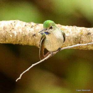 Çağan Şekercioğlu Instagram - With a world population of only 250 to 999 birds, globally #Endangered Gray-bellied Comets (#Taphrolesbia griseiventris) are found only in an area of 28,000 km2 (~ the area of Massachusetts). With a long tail, glittering green back, and blue-purple throat, this elegant #hummingbird is #endemic to the #Andes of northern #Peru and is found in arid #mountain slopes and canyons with sparse vegetation, around 3000 m asl. I was very lucky and happy to photograph it.

1000 bireyden az dünya nüfusuyla küresel çapta soyu tehlikede bir sinekkuşu (kolibri) türü olan Gri Karınlı Peri (#Taphrolesbia griseiventris), sadece Peru'nun kuzeyindeki And Dağları'nın kurak kanyonlarında, deniz seviyesinden yaklaşık 3000 metre yükseklikte 28,000 km2 lik (Sivas kadar) bir alanda yaşar. Çok az noktadan bilinen bu zarif kuşu görmek büyük bir şanstı.
 

#natgeointhefield #conservation #biodiversity #travel #animals #wildlife #Peru #Neotropics @cagansekercioglu @uofu_science @natgeo @natgeointhefield @natgeoimagecollection @natgeomagazineturkiye @natgeotvturkiye @universityofutah #birds #nature #wildlife #biology #IUCN #RedList