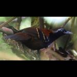 Çağan Şekercioğlu Instagram - Discovered only 5 years ago and scientifically described 3 years ago, the #NearThreatened #CordilleraAzul #antbird (#Myrmoderus eowilsoni) #endemic to #Peru is the #first vertebrate to be named after the #myrmecologist (#ant expert), famous #conservationist and my college professor Prof. Edward O. Wilson, so I was thrilled to photograph this pair. First is the female and the second is the male. The describing paper is here: https://www.researchgate.net/publication/321780404_A_new_species_of_antbird_Passeriformes_Thamnophilidae_from_the_Cordillera_Azul_San_Martin_Peru Sadece 5 yıl önce keşfedilen, bilimsel olarak 3 yıl önce tanımlanan, soyu tükenme tehlikesine girmek üzere olan ve Peru'ya endemik Kordiyera Azul #karıncakuşu (Myrmoderus eowilsoni), #myrmekolog (karınca uzmanı), ünlü doğa korumacı ve üniversite profesörlerimden Prof. Edward O. Wilson'un adı verilen ilk omurgalı hayvandır. O yüzden bu çifti fotoğraflarken çok heyecanlıydım. İlk fotoğraf dişi, ikincisi erkek. #natgeointhefield #conservation #biodiversity #travel #animals #wildlife #Peru #Neotropics @cagansekercioglu @uofu_science @natgeo @natgeointhefield @natgeoimagecollection @natgeomagazineturkiye @natgeotvturkiye @universityofutah #birds #nature #wildlife #biology #IUCN #RedList Tarapoto San Martin Perú
