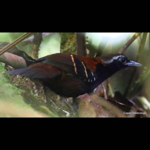Çağan Şekercioğlu Instagram - Discovered only 5 years ago and scientifically described 3 years ago, the #NearThreatened #CordilleraAzul #antbird (#Myrmoderus eowilsoni) #endemic to #Peru is the #first vertebrate to be named after the #myrmecologist (#ant expert), famous #conservationist and my college professor Prof. Edward O. Wilson, so I was thrilled to photograph this pair. First is the female and the second is the male. The describing paper is here:

https://www.researchgate.net/publication/321780404_A_new_species_of_antbird_Passeriformes_Thamnophilidae_from_the_Cordillera_Azul_San_Martin_Peru

Sadece 5 yıl önce keşfedilen, bilimsel olarak 3 yıl önce tanımlanan, soyu tükenme tehlikesine girmek üzere olan ve Peru'ya endemik Kordiyera Azul #karıncakuşu
(Myrmoderus eowilsoni), #myrmekolog (karınca uzmanı), ünlü doğa korumacı ve üniversite profesörlerimden Prof. Edward O. Wilson'un adı verilen ilk omurgalı hayvandır. O yüzden bu çifti fotoğraflarken çok heyecanlıydım. İlk fotoğraf dişi, ikincisi erkek.

#natgeointhefield #conservation #biodiversity #travel #animals #wildlife #Peru #Neotropics @cagansekercioglu @uofu_science @natgeo @natgeointhefield @natgeoimagecollection @natgeomagazineturkiye @natgeotvturkiye @universityofutah #birds #nature #wildlife #biology #IUCN #RedList