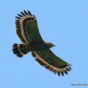 Çağan Şekercioğlu Instagram - In our new paper I link to in my Instagram bio, "Biological Correlates of Extinction Risk in Resident Philippine Avifauna", we show that 84 bird species, like this Philippine #Serpent-Eagle (#Spilornis holospilus), are likely to be more threatened with extinction than their current Red List designation.

IG profil adresimden okuyabileceğiniz yeni makalemizde, 258 endemik (özgün) kuş türüyle dünyada üçüncü ülke olan Filipinler'in kuşlarının soylarını tehlikeye atan faktörleri inceledik. Ekolojik modelimizle, bu Filipin yılan kartalı (Spilornis holospilus) gibi #Filipinler'e özgün 84 kuş türünün soylarının, #IUCN #RedList resmi değerlendirmelerinden daha tehlikede olduğunu gösterdik. 

 #natgeointhefield #conservation #biodiversity #travel #animals #wildlife #Philippines #Indomalaya @cagansekercioglu @uofu_science @natgeo @natgeointhefield @natgeoimagecollection @natgeomagazineturkiye @natgeotvturkiye @universityofutah #birds #nature #wildlife #biology