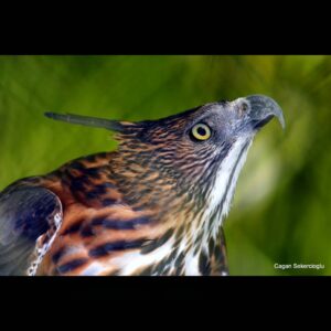 Çağan Şekercioğlu Instagram - In our new paper I link to in my Instagram bio, "Biological Correlates of Extinction Risk in Resident Philippine Avifauna", we show that 84 bird species, like this  Pinsker’s Hawk-Eagle (#Nisaetus pinskeri), are likely to be more threatened with extinction than their current Red List designation.

IG profil adresimden okuyabileceğiniz yeni makalemizde, 258 endemik (özgün) kuş türüyle dünyada üçüncü ülke olan Filipinler'in kuşlarının soylarını tehlikeye atan faktörleri inceledik. Ekolojik modelimizle, bu Pinsker atmaca kartalı (Nisaetus pinskeri) gibi #Filipinler'e özgün 84 kuş türünün soylarının, #IUCN #RedList resmi değerlendirmelerinden daha tehlikede olduğunu gösterdik. 

 #natgeointhefield #conservation #biodiversity #travel #animals #wildlife #Philippines #Indomalaya @cagansekercioglu @uofu_science @natgeo @natgeointhefield @natgeoimagecollection @natgeomagazineturkiye @natgeotvturkiye @universityofutah #birds #nature #wildlife #biology