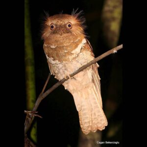 Çağan Şekercioğlu Instagram - In our new paper I link to in my Instagram bio, "Biological Correlates of Extinction Risk in Resident Philippine Avifauna", we show that 84 bird species, like this Philippine #Frogmouth (#Batrachostomus septimus), are likely to be more threatened with extinction than their current Red List designation. 

IG profil adresimden okuyabileceğiniz yeni makalemizde, 258 endemik (özgün) kuş türüyle dünyada üçüncü ülke olan Filipinler'in kuşlarının soylarını tehlikeye atan faktörleri inceledik. Ekolojik modelimizle, bu Filipin Kocaağzı (Batrachostomus septimus) gibi #Filipinler'e özgün 84 kuş türünün soylarının, #IUCN #RedList resmi değerlendirmelerinden daha tehlikede olduğunu gösterdik.

@cagansekercioglu @uofu_science @natgeo @natgeointhefield @natgeoimagecollection @natgeomagazineturkiye @natgeotvturkiye @universityofutah #birds #nature #wildlife #biology #natgeointhefield #conservation #biodiversity #travel #animals #wildlife #Philippines #Indomalaya