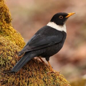 Çağan Şekercioğlu Instagram - An elegant male white-collared #blackbird (#Turdus albocinctus) in the Himalayan #forest of #Uttarakhand, #India.

Zarif bir beyaz yakalı karatavuk. Hindistan'ın Uttarakhand Himalaya ormanında fotoğraflanan bu erişkin erkek, yemeğini henüz bitirmiş. 
@cagansekercioglu'nun objektifinden 

Reposted from @natgeotvturkiye

@cagansekercioglu @uofu_science
@natgeo @natgeointhefield @natgeoimagecollection @natgeomagazineturkiye @natgeotvturkiye @universityofutah #birds #nature #wildlife #biology #natgeointhefield #conservation #biodiversity #travel #animals #birds #Himalayas #mountain #wildlife