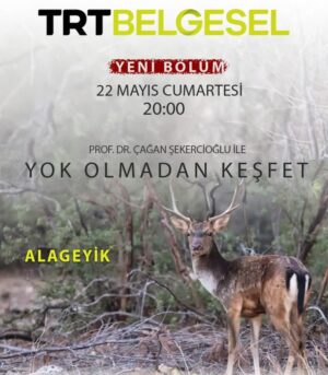 Çağan Şekercioğlu Instagram - "Fallow Deer", the first episode of the new season of my Turkey wildlife documentary series, is on @trtbelgesel tonight at 8PM İstanbul time. Watch it live at the link above. Happy World Biodiversity Day!

https://www.trtbelgesel.com.tr/canli-yayin

Yeni sezonumuzun ilk bölümü "Alageyik" yarın 20:00'de @trtbelgesel'de. 22 Mayıs Dünya Biyoçeşitlilik Gününüz kutlu olsun.