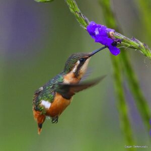 Çağan Şekercioğlu Instagram - A female Gorgeted #Woodstar #hummingbird is having her breakfast of flower nectar in the #Andean
#rainforest of #Colombia.

Kolombiya'nın And Dağları ormanında bir dişi Gerdanlı Ormanyıldızı sinekkuşu (#Chaetocercus heliodor) kahvaltısını çiçek nektarıyla  yapıyor.

@cagansekercioglu @uofu_science @natgeoimagecollection @natgeo @natgeomagazineturkiye @natgeotvturkiye #birds #nature #wildlife#conservation #biodiversity #biology #travel #animals #Neotropics #conservation #deforestation