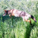 Çağan Şekercioğlu Instagram - A coyote probably hunting a rodent was caught in our camera trap in the Red Butte Canyon Research Natural Area behind @uutah. In our new paper I link to in my Instagram bio, with @aust.green @mchynoweth and @davidblount, we reviewed the entire camera trap scientific literature of 3326 papers since 1993. COVID-19 has shown even more how important camera traps are for wildlife conservation, research and management. https://www.sciencedirect.com/science/article/pii/S0006320721000367 Bir kemirgeni yakalamak için zıplayan bu Amerikan çakalı Utah'daki Red Butte Kanyonu araştırma ve koruma sahasındaki fotokapanımıza yakalandı. Instagram web adresimdeki yeni makalemizde, bütün fotokapan literatürünü derledik ve 1993-2020 arası yayınlanmış 3326 bilimsel makaleyi öğrencilerim ile özetledik. Covid 19 kısıtlamalarında bile, arazideki fotokapanlar çok önemli yaban hayatı verileri toplamaya devam ediyor.