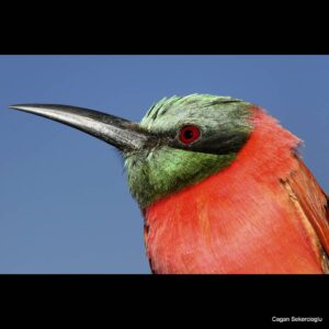 Çağan Şekercioğlu Instagram - A Northern Carmine Bee-eater (#Merops nubicus) in #Ethiopia.

Etiyopya'da bir Yakut Rengi Arıkuşu (#Merops nubicus).

@uutah @uofu_science @kocuniversity
 @natgeo @natgeoimagecollection #birds #nature #wildlife #conservation #biodiversity #animals #Africa