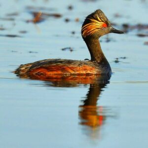 Çağan Şekercioğlu Instagram - A black-necked #grebe on Lake Çalı of Kars.

Türkiye'de son 50 yılda 1 milyon 300 bin hektar, yani yaklaşık üç Van Gölü büyüklüğünde sulak alan yok oldu. Yaşanan kuraklık, bu kara boyunlu batağan gibi sucul kuşların yaşam alanlarını etkiliyor.

Reposted from @natgeotvturkiye