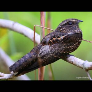 Çağan Şekercioğlu Instagram - An elegant Blackish #Nightjar on its day roost in Colombian lowland #rainforest understory.

Kolombiya'nın Amazon yağmur ormanında zarif bir Karaca Çobanaldatan (#Nyctipolus nigrescens) beslenmek için geceyi bekliyor.

@cagansekercioglu @uofu_science @natgeo @natgeomagazineturkiye @natgeotvturkiye #natgeoimagecollection #birds #nature #wildlife#conservation #biodiversity #biology #travel #animals #Neotropics #conservation #birding