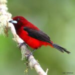 Çağan Şekercioğlu Instagram - Even though it is a common bird in much of #Colombia, I continue to be struck by the breathtaking velvety red of the Crimson-backed #Tanager (#Ramphocelus dimidiatus). Kolombiya'nın birçok noktasında kolayca görülen bir tür olsa da, Al Sırtlı Tangaranın nefes kesici güzelliğini kanıksamak mümkün değil. @cagansekercioglu @uofu_science @natgeo @natgeomagazineturkiye @natgeotvturkiye #natgeoimagecollection #birds #nature #wildlife#conservation #biodiversity #biology #travel #animals #Neotropics #conservation #birding El Encanto Nature Reserve