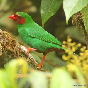 Çağan Şekercioğlu Instagram - A Grass-green #Tanager (#Chlorornis riefferii) in Andean montane #forest #Colombia is much more impressive than grass! I like its Turkish name better, which means Verdant Green Tanager.

İngilizce ismi "Ot Yeşili Tangara" demek olan ve And Dağları ormanlarında yaşayan bu kuşun Türkçe ismi olarak belirlenen Yemyeşil Tangara, güzelliğini çok daha iyi özetliyor.