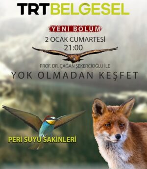 Çağan Şekercioğlu Instagram - Good news for those who loved the landscapes and wildlife of Tunceli where we filmed our chamois and wild goat documentaries. Tonight at 9PM Istanbul time on the Turkey documentary channel TRT Belgesel, we have a new episode on the wildlife of the Peri Canyon in eastern Turkey.

Tunceli'nin muhteşem doğasına doyamayan seyircilerimize güzel bir haberimiz var. Bu gece 21'de @trtbelgesel'de nefes kesen Peri Suyu kanyonunun yaban hayatının peşindeyiz. 21-23 arası @TRTHaber'de de  yaban hayatı, çevre sorunları, doğa koruma ve insan sağlığı ilişkisini konuşacağız.

@cagansekercioglu @uofu_science @natgeo @natgeoimagecollection
 @natgeomagazineturkiye @natgeotvturkiye@e2medyapim #birds #nature #wildlife #natgeoimagecollection #conservation #biodiversity #biology #travel #animals #Adıyaman #Şanlıurfa #Türkiye #Turkey #Anatolia #mammals #birds