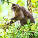 Çağan Şekercioğlu Instagram – A guilty-looking wedge-capped capuchin or Guianan weeper capuchin #monkey (Cebus olivaceus) caught eating fruit.

Meyve yerken çektiğim bu takoz kafalı kapuçin maymununun (Cebus olivaceus) suçlu bir ifadesi yok mu? Filmlerde en sık görülen maymun olan bu türün diğer ismi de Guyana ağlak kapuçin maymunu!

@cagansekercioglu @uofu_science @natgeo @natgeointhefield @natgeoimagecollection @natgeomagazineturkiye @natgeotvturkiye @universityofutah #mammal #mammals #nature #wildlife #biology #natgeointhefield #conservation #biodiversity #travel #animals #Neotropics La Escalera, Bolivar, Venezuela