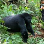 Çağan Şekercioğlu Instagram – While observing a wild mountain gorilla family of 16 at Uganda’s fantastic Bwindi National Park, this curious young male “blackback” came a little too close for comfort!

Uganda’da 16 bireylik bir dağ gorili ailesini izlerken, aniden bu meraklı genç erkek biraz fazla samimi oldu!

@cagansekercioglu @uofu_science @natgeo 
@natgeointhefield @natgeoimagecollection @natgeomagazineturkiye @natgeotvturkiye @universityofutah #birds #nature #wildlife #biology #natgeointhefield #conservation #biodiversity #travel #animals #mammals #Africa #Uganda #roadkill #gorillas #wildlife Bwindi Impenetrable Forest, Uganda