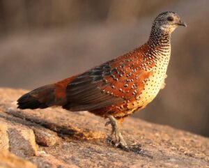Çağan Şekercioğlu Instagram - A painted #spurfowl (#Galloperdix lunulata) endemic  to #India.

Reposted from @natgeotvturkiye

Hindistan'a endemik (özgün) bir erkek boyalı turaç. (#Galloperdix lunulata).

@cagansekercioglu @uofu_science @natgeo
 @natgeointhefield @natgeoimagecollection @natgeomagazineturkiye @natgeotvturkiye @universityofutah #birds #nature #wildlife #biology #natgeointhefield #conservation #biodiversity #travel #animals #wildlife #Hindistan #Himalayas