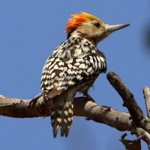 Çağan Şekercioğlu Instagram - After looking for the yellow-crowned #woodpecker (#Leiopicus mahrattensis) in a few marginal countries, I finally found it in #India.

Reposted from @natgeotvturkiye

Sarı taçlı ağaçkakanı (Leiopicus mahrattensis) ender görüldüğü birkaç ülkede aradıktan sonra en sonunda Hindistan'da buldum.

@cagansekercioglu @uofu_science
@natgeo @natgeointhefield @natgeoimagecollection @natgeomagazineturkiye @natgeotvturkiye @universityofutah #birds #nature #wildlife #biology #natgeointhefield #conservation #biodiversity #travel #animals #wildlife #Hindistan