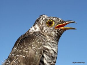 Çağan Şekercioğlu Instagram - A young common #cuckoo (#Cuculus canorus) we banded at our Aras River Ornithological Research Station, #Iğdır, #Türkiye.

Iğdır Aras Nehri Kuş Cenneti'ndeki kuş araştırma merkezimizde halkaladığımız genç bir guguk kuşu (#Cuculus canorus).

@cagansekercioglu @uofu_science @natgeo @natgeointhefield @natgeoimagecollection @natgeomagazineturkiye @natgeotvturkiye @universityofutah #birds #nature #wildlife #biology #natgeointhefield #conservation #biodiversity #travel