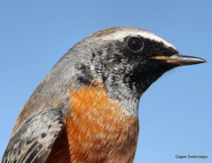 Çağan Şekercioğlu Instagram - A common redstart we ringed at our Aras River Ornithological Research Station.

Iğdır Aras Nehri Kuş Cenneti'ndeki kuş araştırma merkezimizde geçen ay halkaladığımız bir kızılkuyruk.

#natgeointhefield #conservation #biodiversity #travel #animals #wildlife @Palearctic @cagansekercioglu @uofu_science @natgeo @natgeointhefield @natgeoimagecollection @natgeomagazineturkiye @natgeotvturkiye @universityofutah #birds #nature #wildlife #biology