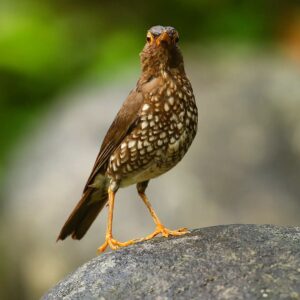Çağan Şekercioğlu Instagram - Forest Thrush (Turdus lherminieri) is a shy forest dweller endemic to the Lesser Antilles, where it occurs only on four islands: Montserrat, Guadeloupe, Dominica and Saint Lucia. Near Threatened with extinction due to human-induced deforestation, introduced predators such as cats and rats, and severe habitat loss from volcanic eruptions on Montserrat.

Sadece Karayip Denizi'ndeki Küçük Antiller'deki 4 adada (Montserrat, Guadeloupe, Dominica and Saint Lucia) bulunan Antil ardıcının (Turdus lherminieri) soyu, kedi ve fare gibi istilacı türler ile yaşadığı ormanların yok edilmesinden dolayı tehlikeye girme eşiğindedir.

#natgeointhefield #conservation #biodiversity #travel #animals #wildlife #Neotropics @cagansekercioglu @uofu_science @natgeo @natgeointhefield @natgeoimagecollection @natgeomagazineturkiye @natgeotvturkiye @universityofutah #Neotropics #birds #nature #wildlife #biology