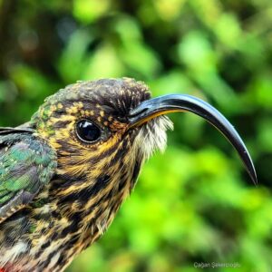 Çağan Şekercioğlu Instagram - Our @universityofutah @uofubiology lab is back for our second season of banding birds in the very wet #Choco #rainforest of #Colombia, led by @birder_kyle and in collaboration with @toucanbirding. This white-tipped sicklebill (Eutoxeres aquila) is a highly specialized hummingbird.

Utah Üniversitesi Biyoloji Fakültesi doktora öğrencim @birder_kyle ın Kolombiya Choco yağmur ormanındaki kuş halkalama projesinde ikinci sezona başladık. Çok özel bir sinekkuşu türü olan Eutoxeres aquila'yı da bulduk

#natgeointhefield #conservation #biodiversity #travel #animals #wildlife #Neotropics @cagansekercioglu @uofu_science @natgeo @natgeointhefield @natgeoimagecollection @natgeomagazineturkiye @natgeotvturkiye @universityofutah #birds #nature #wildlife #biology