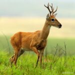 Çağan Şekercioğlu Instagram – A Pampas #deer (Ozotoceros bezoarticus) in the Serra da Canastra National Park, #Brazil

Brezilya’nın Serra da Canastra Milli Parkı’nda bir Pampa geyiği (#Ozotoceros bezoarticus) Serra Da Canastra, Minas Gerais, Brazil