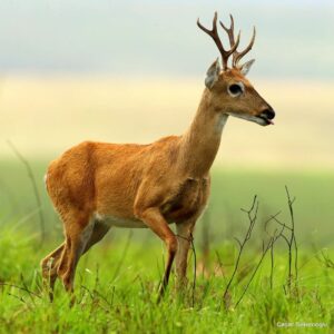 Çağan Şekercioğlu Instagram - A Pampas #deer (Ozotoceros bezoarticus) in the Serra da Canastra National Park, #Brazil

Brezilya'nın Serra da Canastra Milli Parkı'nda bir Pampa geyiği (#Ozotoceros bezoarticus)