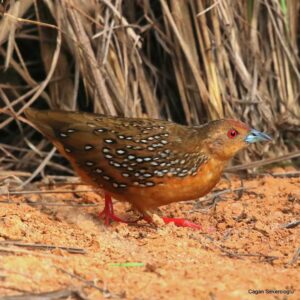 Çağan Şekercioğlu Instagram - Found across the #Neotropics from Costa Rica to #Argentina, tiny (32 gram) ocellated #crake (Micropygia schomburgkii) can be common in some #grassland areas but is nearly impossible to see. After hearing it right at my feet in #Argentina last year but failing to see it after a maddening two-hour effort, I was ecstatic to finally see and photograph it in #Brazil.

Kosta Rika'dan Arjantina'ya kadar birçok ülkede bulunan ufacık (32 gram) aynalı yelveyi (#Micropygia schomburgkii) bazı otlaklarda duymak kolay olsa da, görmek neredeyse imkansızdır. Geçen sene Arjantina'da ayağımın dibinde duymama rağmen, 2 saat uğraştıktan sonra tek tüyünü bile görememiştim. Sonunda Brezilya'da fotoğraflayabilmek beni çok mutlu etti.

#natgeointhefield #conservation #biodiversity #travel #animals #wildlife #Neotropics @cagansekercioglu @uofu_science @natgeo @natgeointhefield @natgeoimagecollection @natgeomagazineturkiye @natgeotvturkiye @universityofutah #Neotropics #birds #nature #wildlife #biology