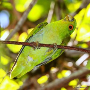 Çağan Şekercioğlu Instagram - With a world population under 10,000 birds, rare, enigmatic, peripatetic and high flying brown-backed #parrotlet (#Touit melanonotus), endemic to #Brazil, threatened with #extinction and with excellent green-in-green camouflage in the trees, is one of the hardest birds to see and photograph. It took me seven trips and 1100 bird species in Brazil before I was able to see this one. 

10 binden az bireyle dünyanın en ender kuşlarından biri olan gizemli, gezgin, soyu tehlikede ve Brezilya'ya endemik olan kahverengi sırtlı papağan, ağaç içinde çok iyi bir kamuflaja sahip olduğu ve çoğunlukla da yüksekten uçtuğu için dünyanın fotoğraflaması en zor kuşlarındandır. Bu kuşu ancak Brezilya'ya yedinci seyahatimde görebildim ve ona gelene kadar Brezilya'da 1100 kuş türü görmem gerekti.

#natgeointhefield #conservation #biodiversity #travel #animals #wildlife #Neotropics @cagansekercioglu @uofu_science @natgeo @natgeointhefield @natgeoimagecollection @natgeomagazineturkiye @natgeotvturkiye @universityofutah #birds #nature #wildlife #biology #IUCN #RedList
